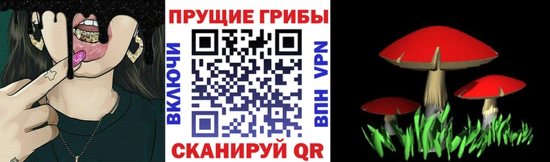 Галлюциногенные грибы прущие грибы  Пудож 
